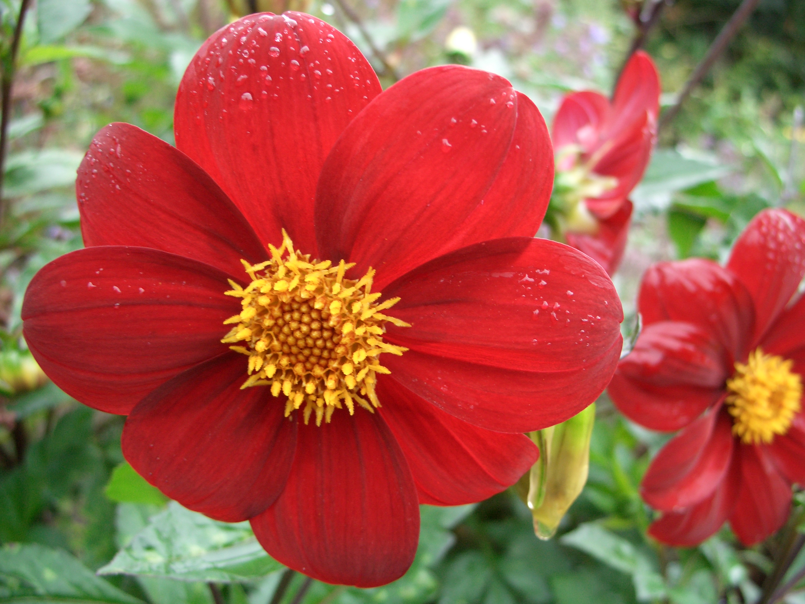 macro image of a red flower with a yellow center